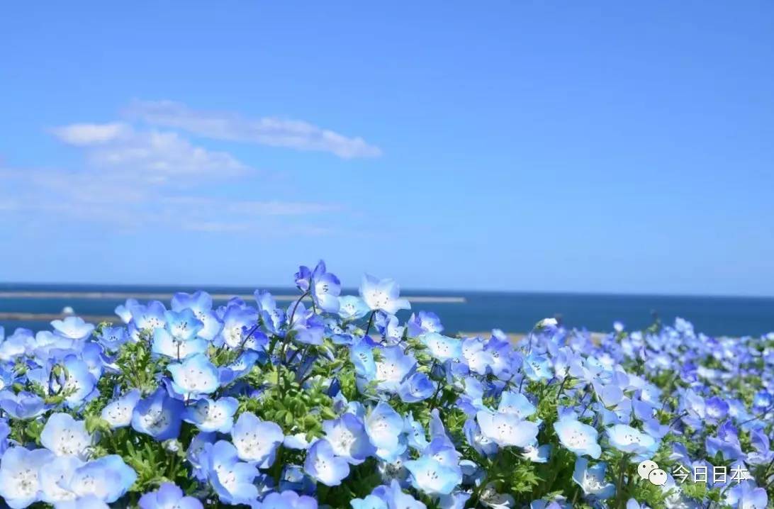 欣赏蓝色粉蝶花的最佳时期是4月中旬～5月中旬.