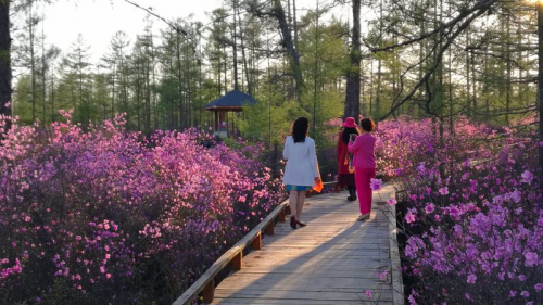 首届杜鹃花文化节在伊春红星火山岩花海小镇举办