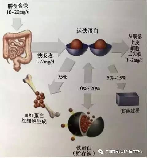 铁参与红细胞中血红蛋白的合成,而后者是运输氧的载体,维系着我们肌肉