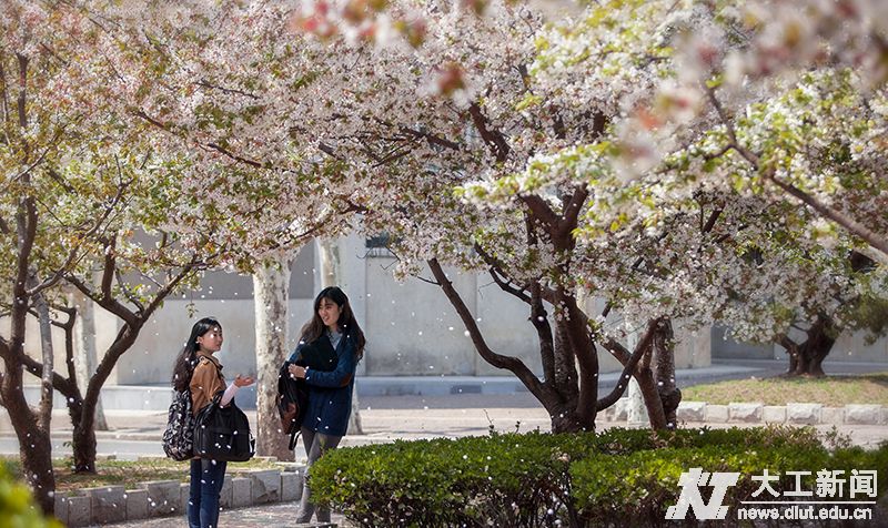 谢谢你,大连理工大学!