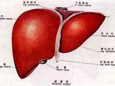 肝脏是我们人体非常重要的器官,那么肝脏究竟与其他器官有什么不一样?