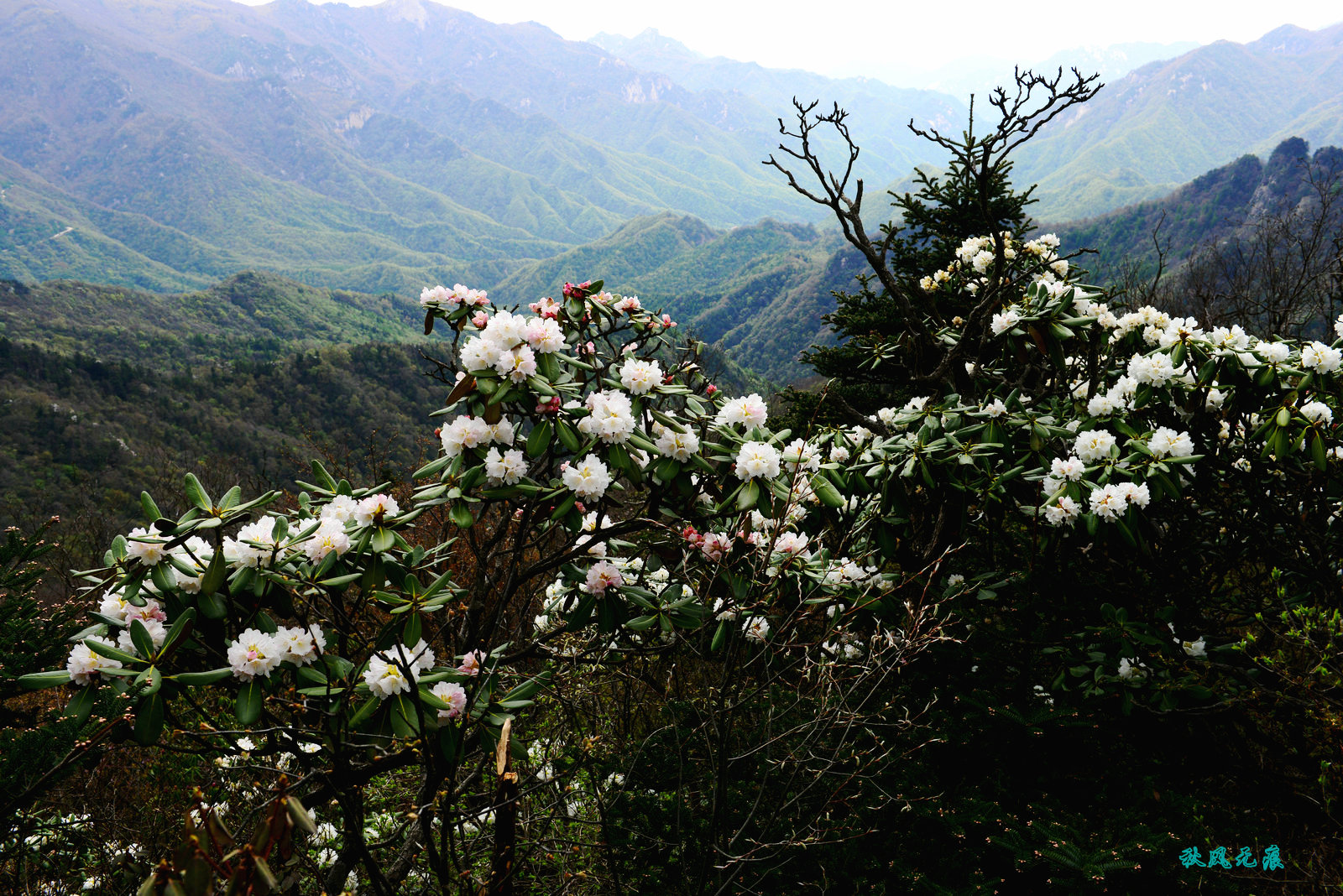 徒步秦岭山巅,听杜鹃花开的声音