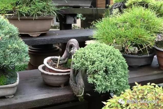 日本盆栽发展史