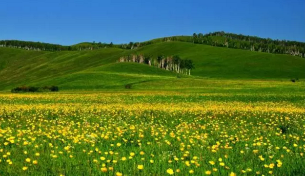 萨日朗花就是山丹花,萨日朗是蒙古语,意思是草原上的山丹花,代表团结