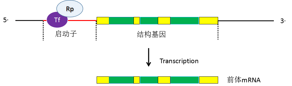 走进组蛋白乙酰化,解析转录因子与dna转录的关系