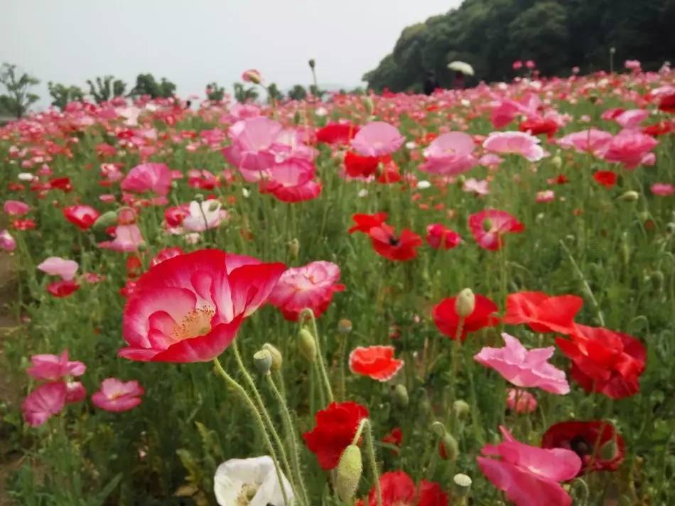 梅园虞美人总面积约1万平方米, 每年的10月底播种,次年开花, 七彩花田