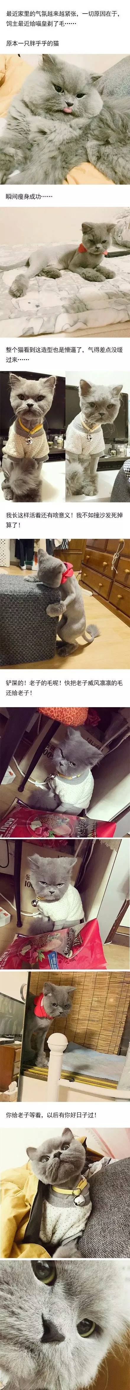 家有一猫 饲主每天都在不断的自我反省中 就连跟它生活在一起的汪 慢慢也被