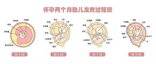 妈妈十月怀胎原来是这样的