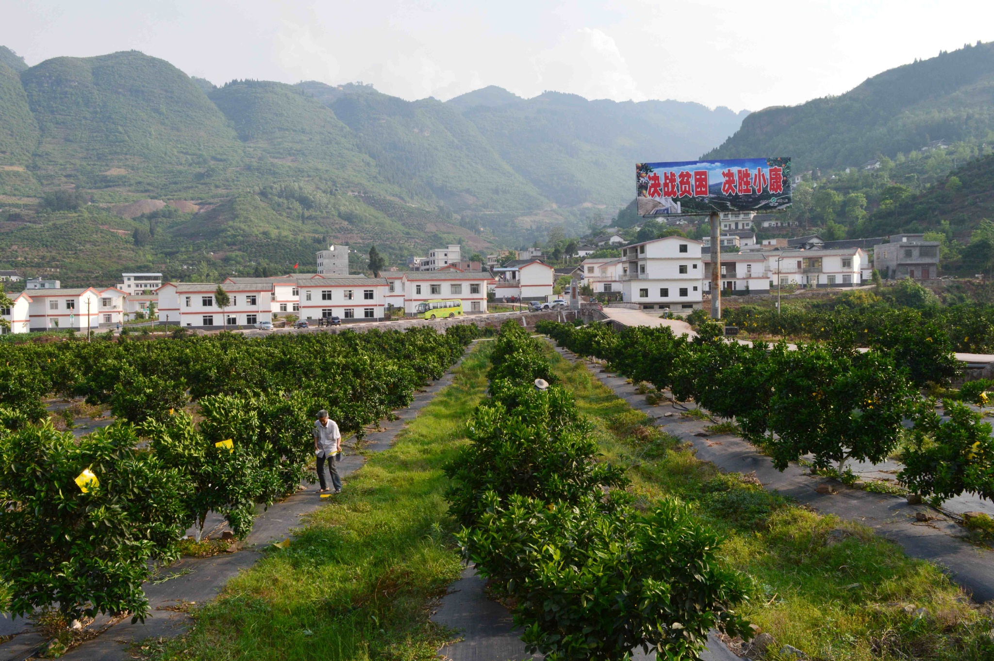 古蔺县马蹄镇岩脚新村甜橙基地,这里的甜橙已经成为当地的重要特色