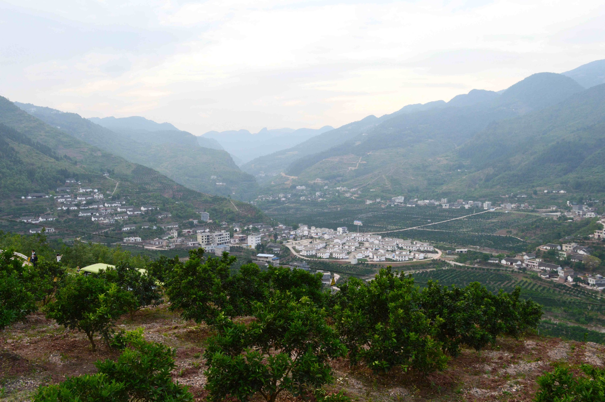 古蔺县马蹄镇岩脚新村甜橙基地,这里的甜橙已经成为当地的重要特色