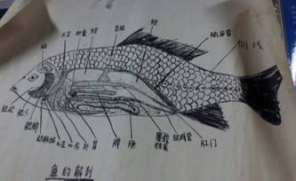 家禽解剖:鱼