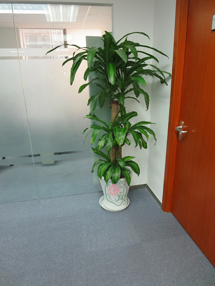 办公室常用的大型绿植(一)