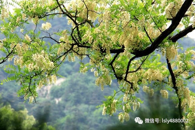 2017鲁山槐花节实况播报