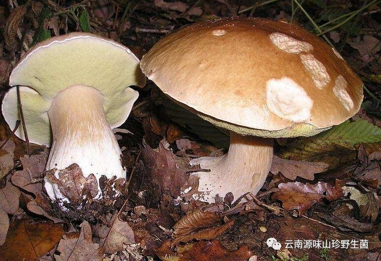 云南十大知名野生菌大盘点,看看你吃过几种?