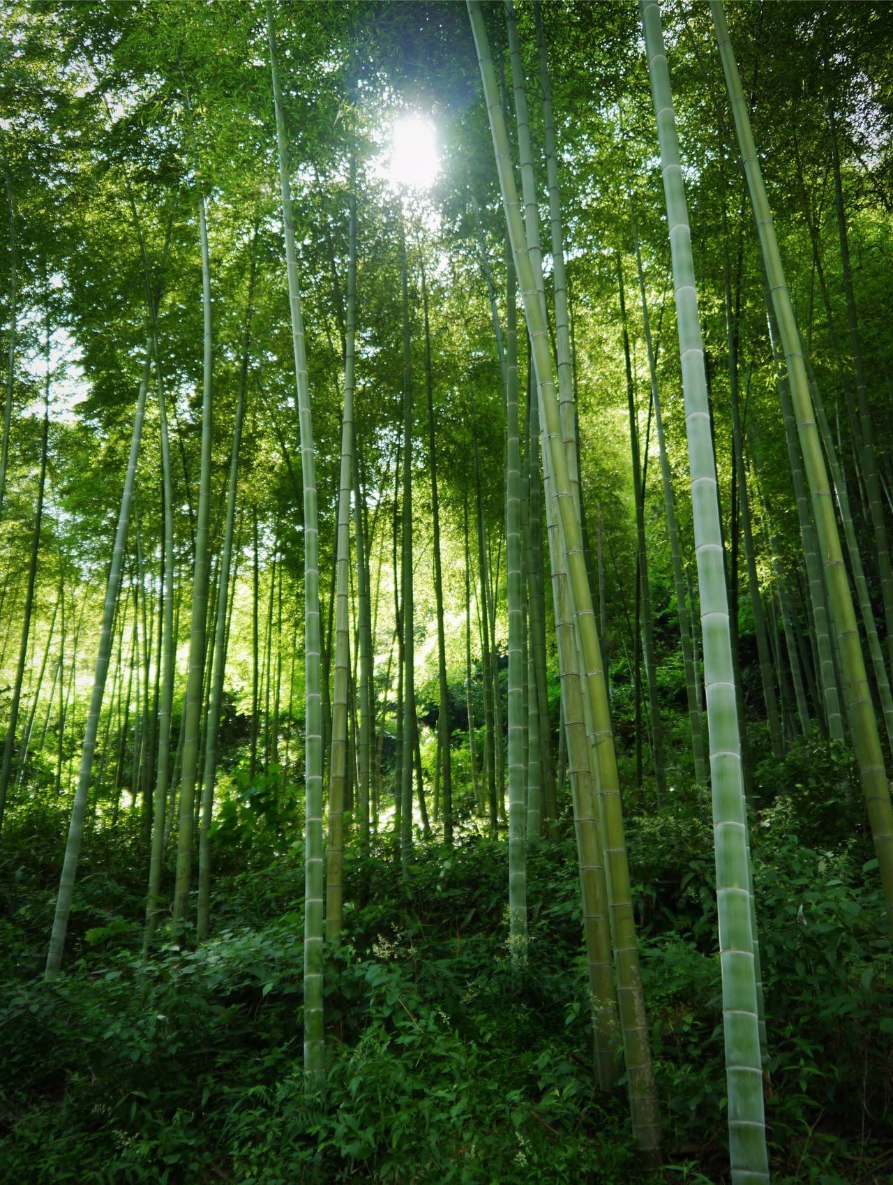 山有灵木有兮,常绿深山的这间民宿,竹林山海环绕,时光