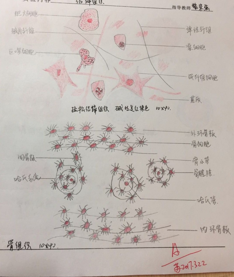 组织胚胎学实验作业:细胞