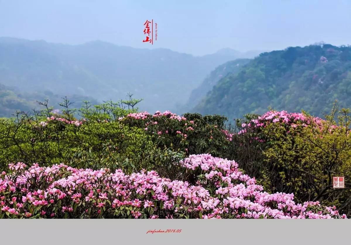 金佛山的杜鹃漫山遍野