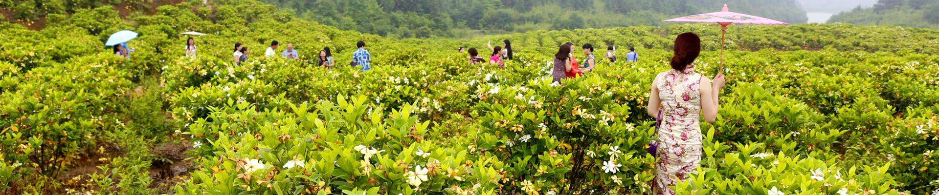 万人挤爆芳溪栀子花海吃喝玩乐热闹非凡