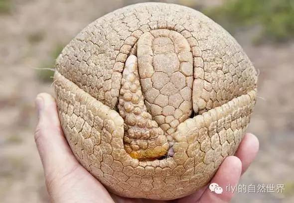 【rlyl物种说】今日--拉河三带犰狳(southern three-banded armadillo