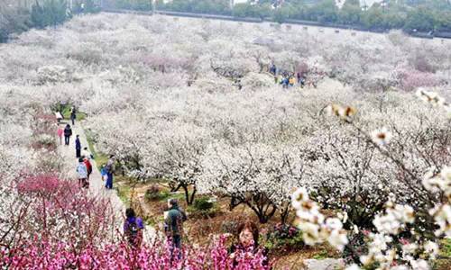 香雪海景区苏州沙家浜风景区每年12月1-7日对常熟市民免费开放翁同龢