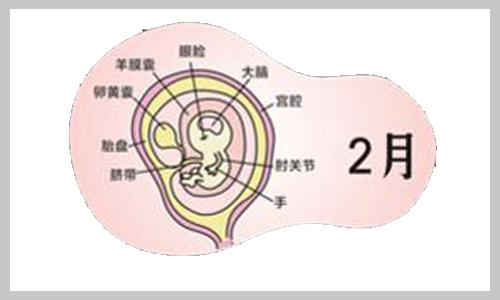 [原创]生命的开始,胎儿40周发育详解(一)
