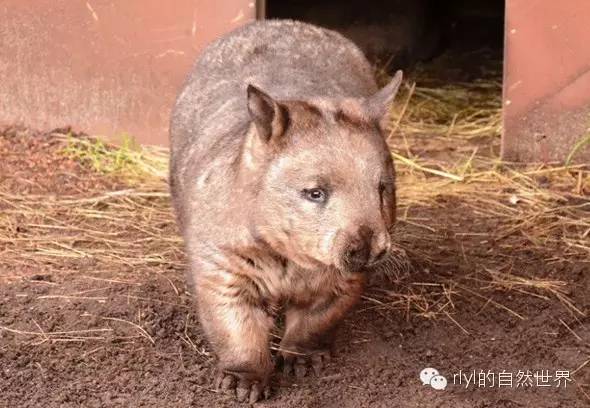 rlyl物种说今日澳洲毛鼻袋熊northernhairynosedwombat