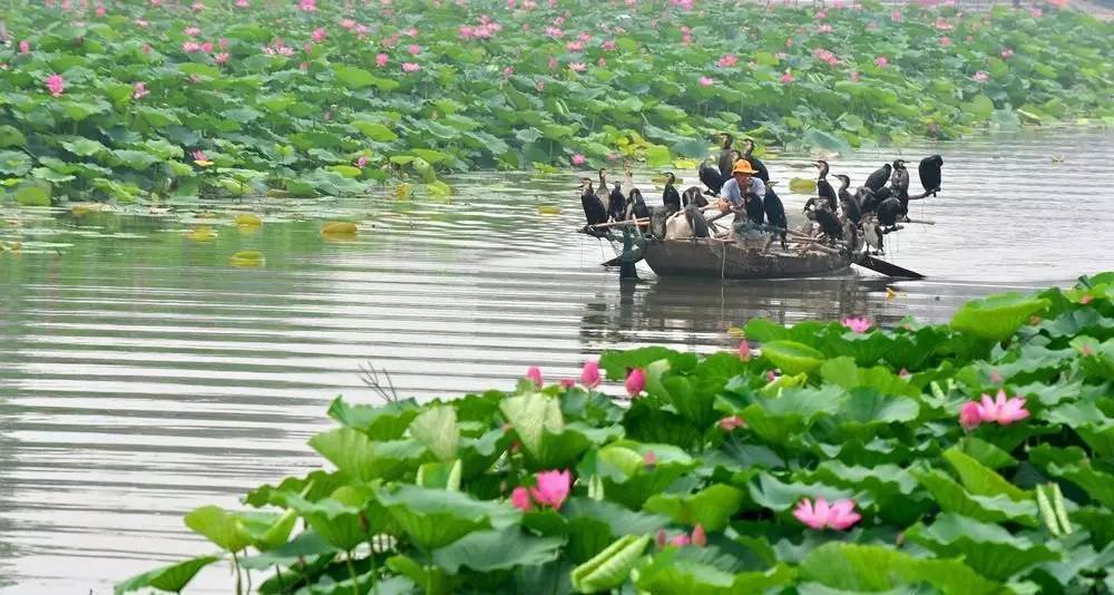 抗日战争时期,以微山湖为根据地的"微湖大队"运河支队"铁道游击队