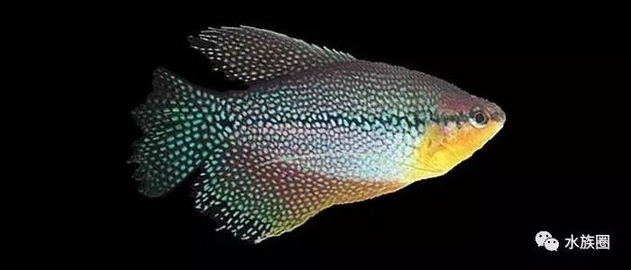 trichogaster leeri 别名:珍珠鱼,马山甲鱼,珍珠马甲鱼 产地分布:泰国