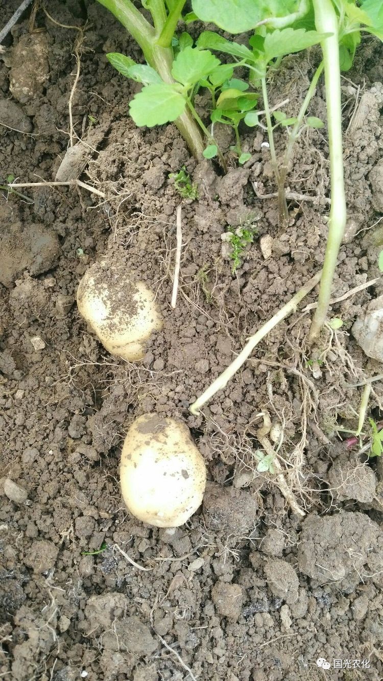 马铃薯种植的深度一般在15—20cm,种植户种植过浅,造成马铃薯匍匐茎