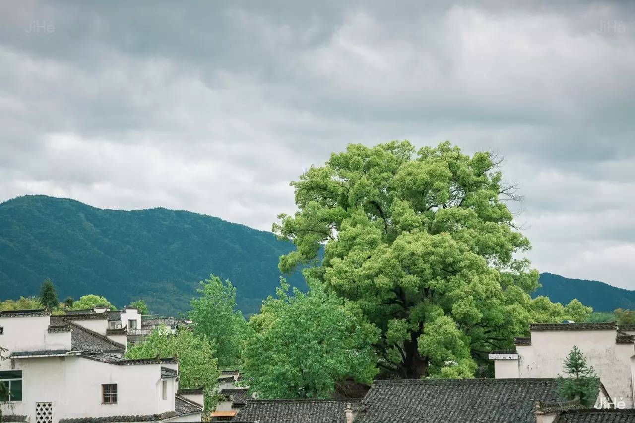 "绿树村边合,青山郭外斜"这句诗正好浓缩了南屏古村的风光.