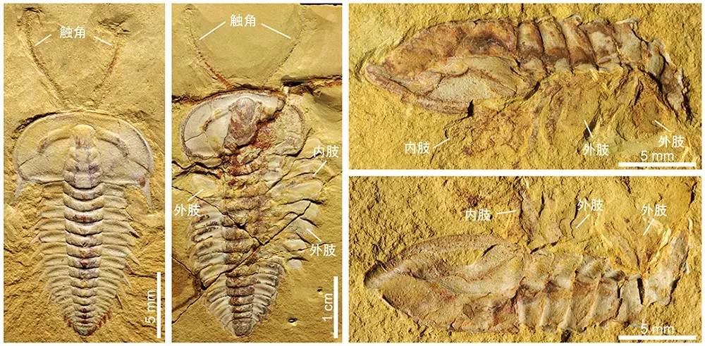 保存精美触角和腿肢结构的寒武纪早期三叶虫—宜良红石崖虫