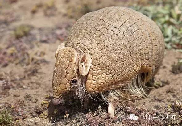 【rlyl物种说】今日-拉河三带犰狳(southern three-banded armadillo