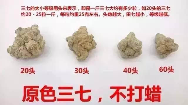 中药三七这么多实用功效,你知道吗?