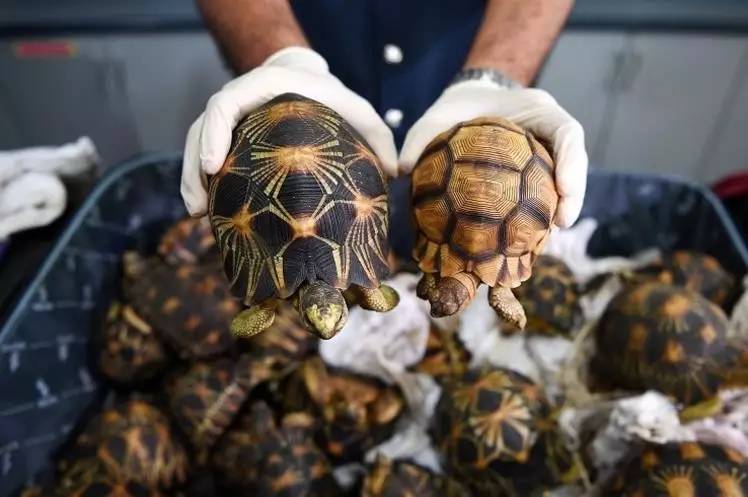 马来西亚海关展示被截获的射纹龟(radiated tortoise)和安哥洛卡象龟