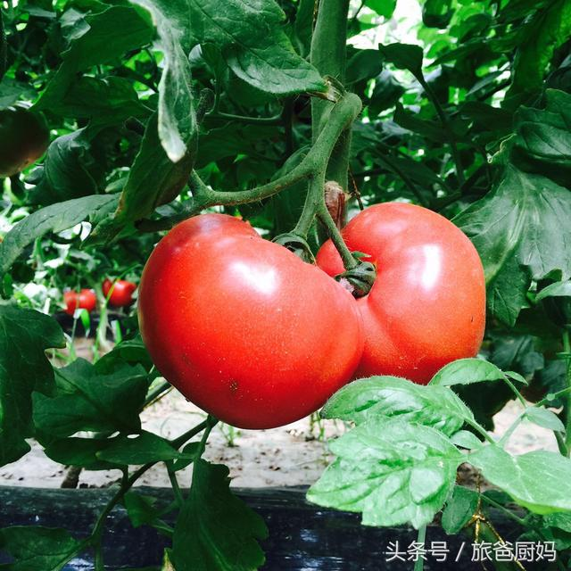 这种西红柿要多给孩子吃，但不见得你会挑