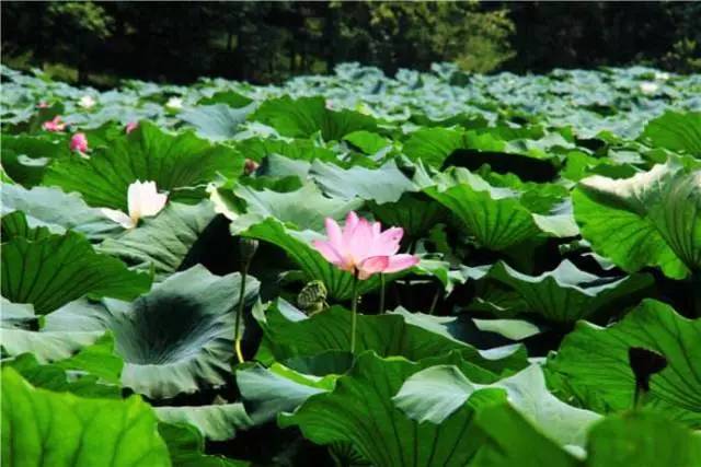 探索湖北十里荷花长廊,一起走进金龙水寨生态家园.