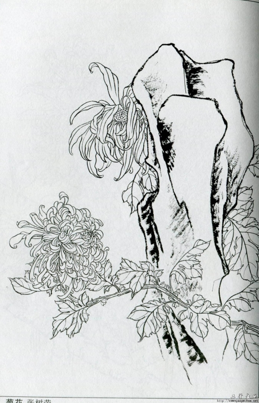 【国画线描】菊花白描画谱