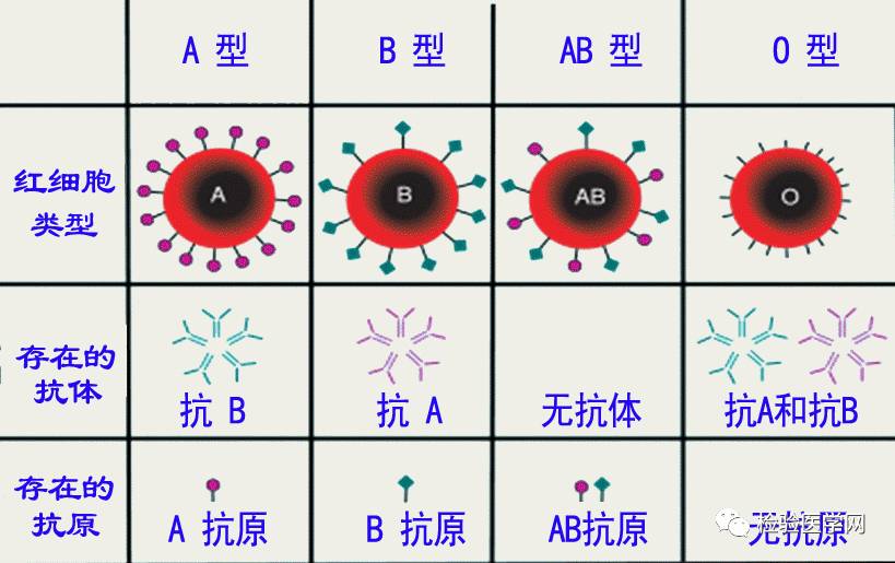 abo血型鉴定的"双保险"