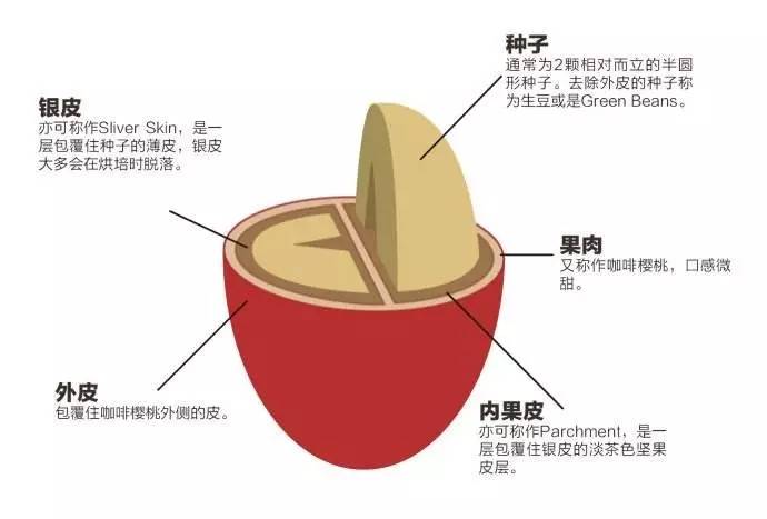 一颗完整的咖啡樱桃一共有多层,分别是 表皮, 果肉, 果胶(内果皮), 银