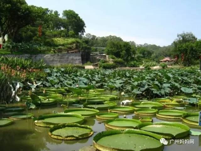 番禺莲花山人口_番禺莲花山图片