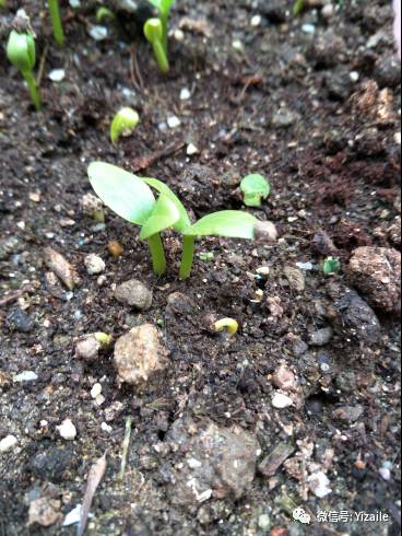 美食 正文  5月的季节,大概10到20天小小幼苗就会冒出来了,这个时候