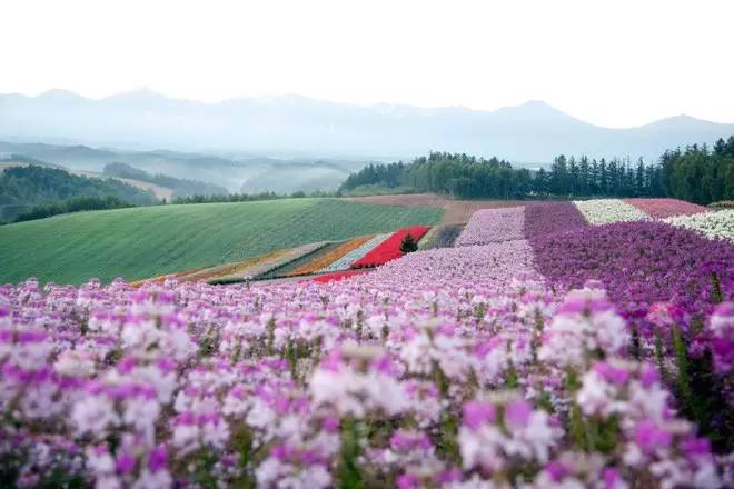 夏季的北海道,尽情拥抱颜色最丰富花季!