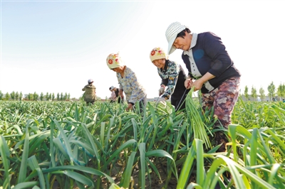 "农事钟点工"田间忙农事(图)