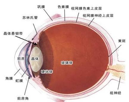 什么是眼科视神经萎缩,怎样治疗视神经萎缩