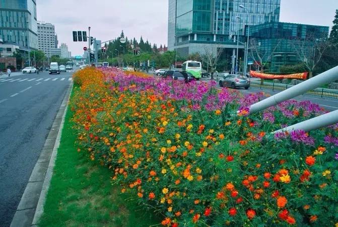 引入"自然花丛"这种园林的景观模式,意在 打破景点多变与道路公共绿地