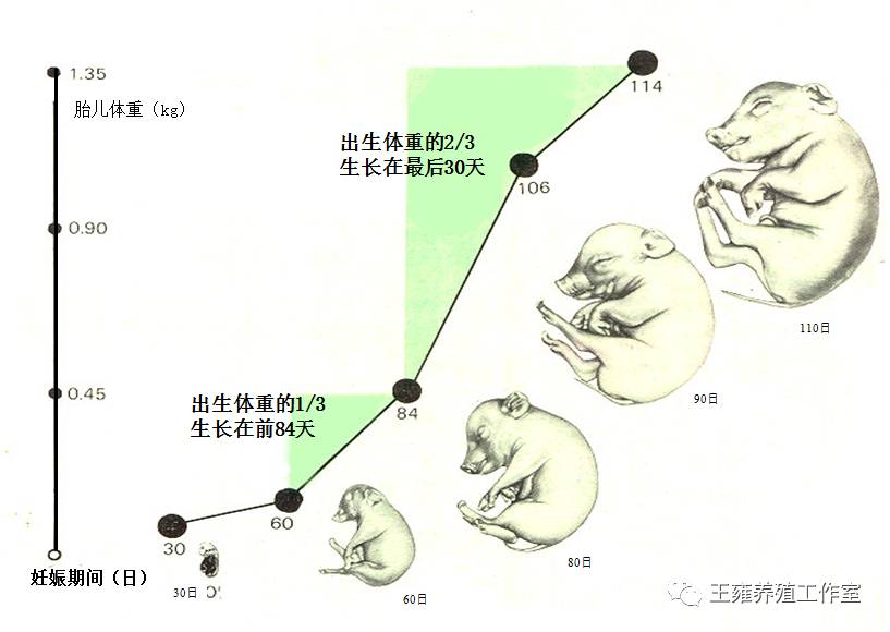 怀孕母猪饲养管理要点