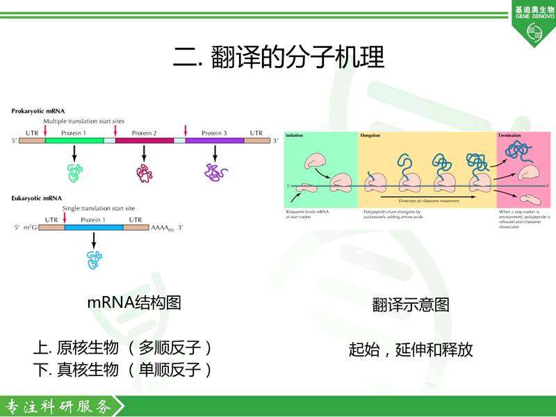 环状rna翻译和常用验证方法介绍