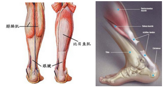 什么是跟腱?