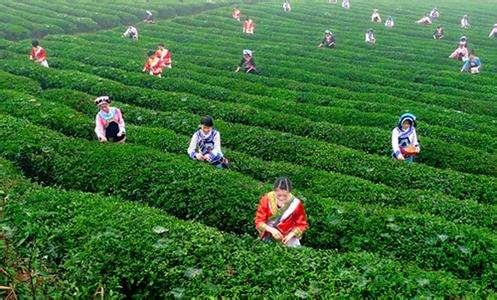 巴沙体育：茶叶在中国的发展史(图2)