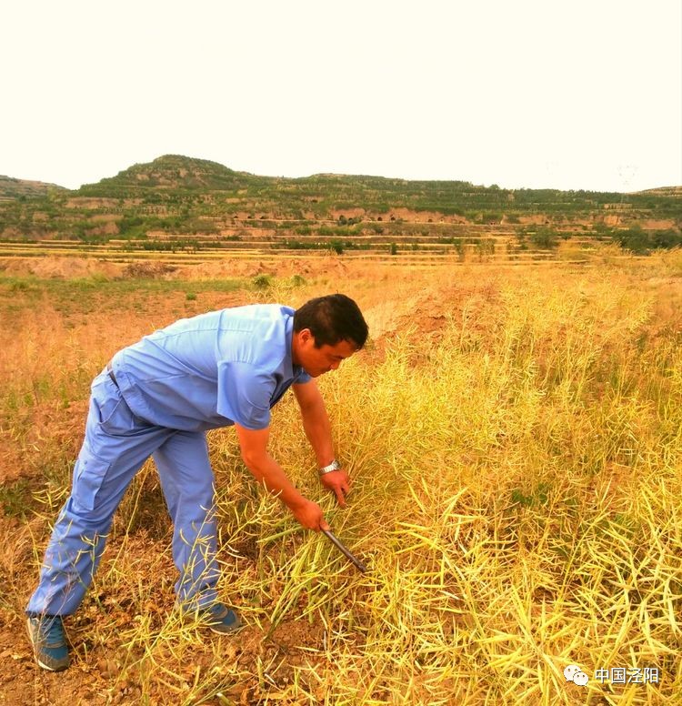 吴镇四罗沟村进行点对点,面对面的服务,帮助贫困群众屈满年收割油菜2